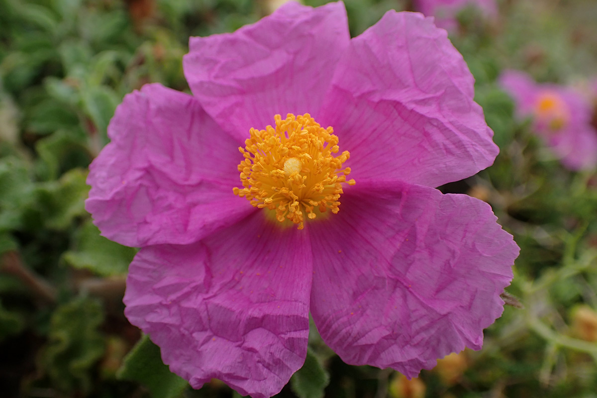 Изображение особи Cistus creticus.