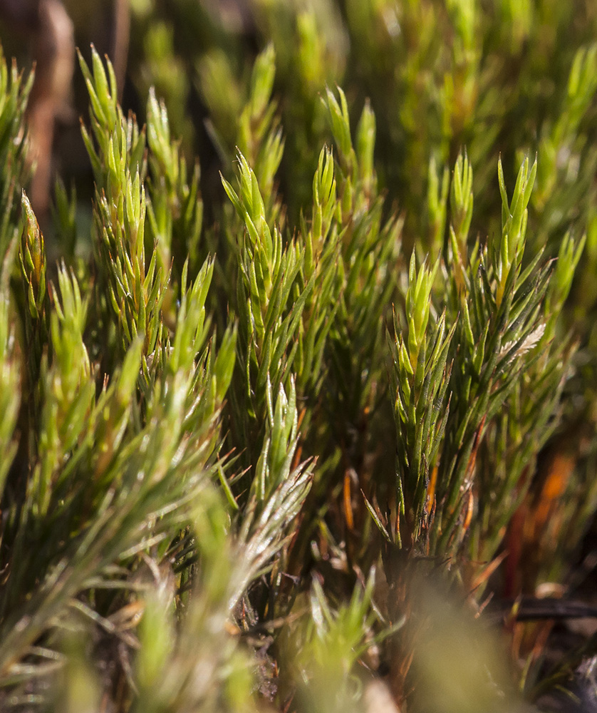 Изображение особи Polytrichum strictum.