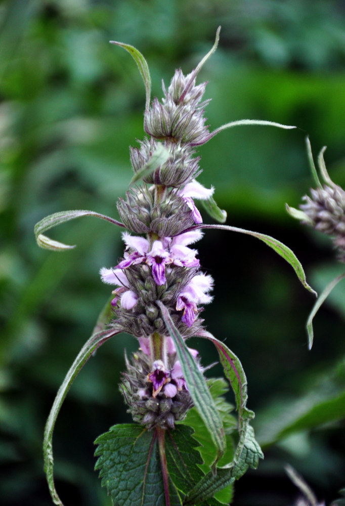 Image of Phlomoides alpina specimen.