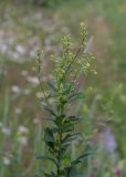 Thalictrum simplex