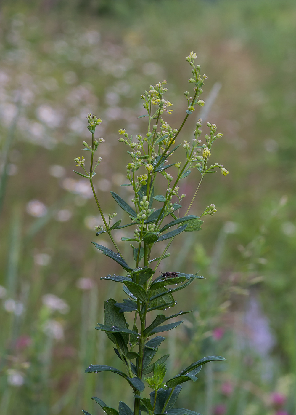 Изображение особи Thalictrum simplex.