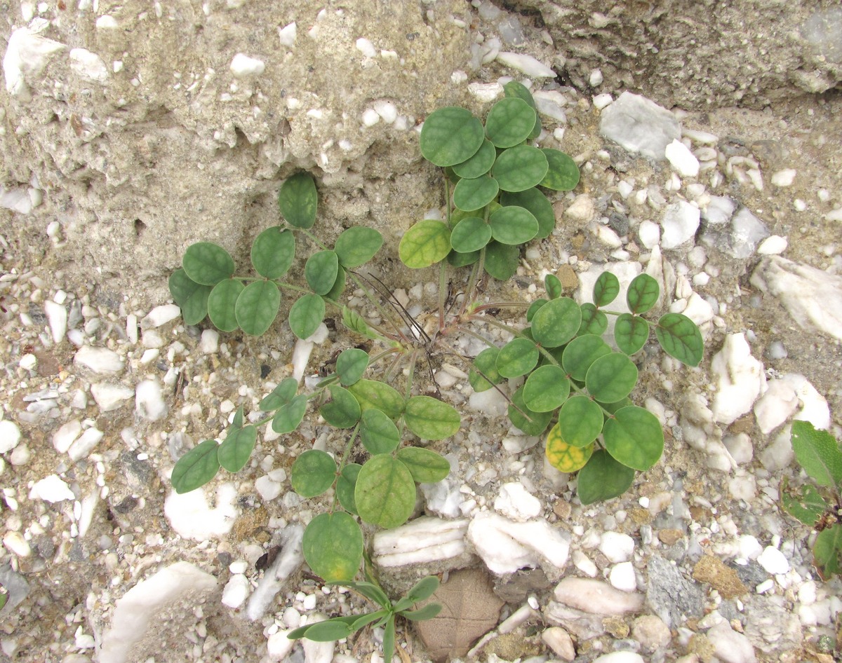 Image of Onobrychis vassilczenkoi specimen.