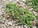 Potentilla gelida