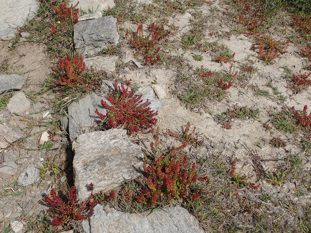 Изображение особи Rumex bucephalophorus.