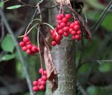 Schisandra chinensis