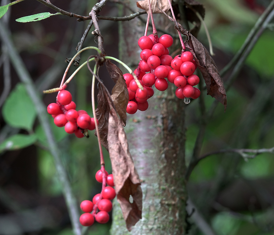 Изображение особи Schisandra chinensis.