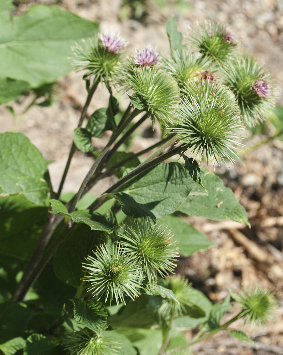 Изображение особи Arctium lappa.