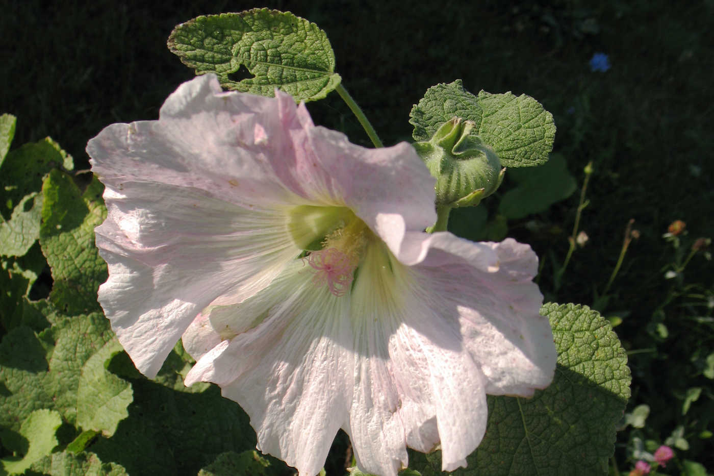 Изображение особи Alcea rosea.