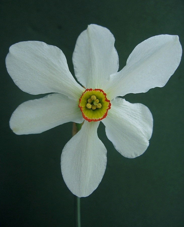 Image of Narcissus poeticus specimen.