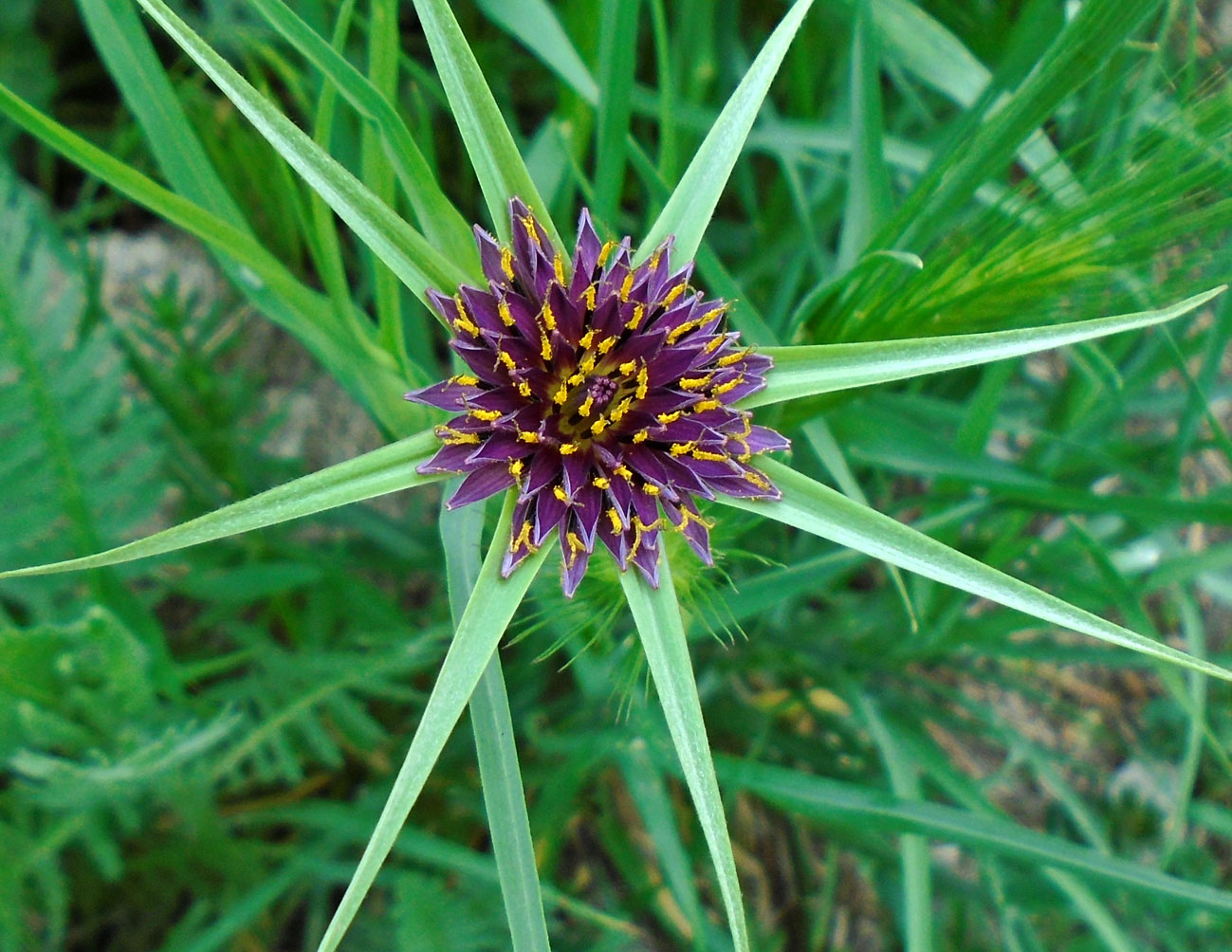 Изображение особи Tragopogon porrifolius ssp. longirostris.
