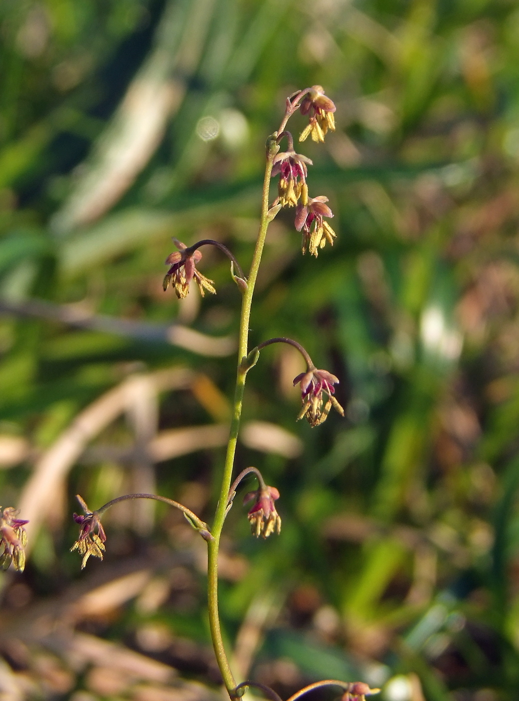 Изображение особи Thalictrum alpinum.