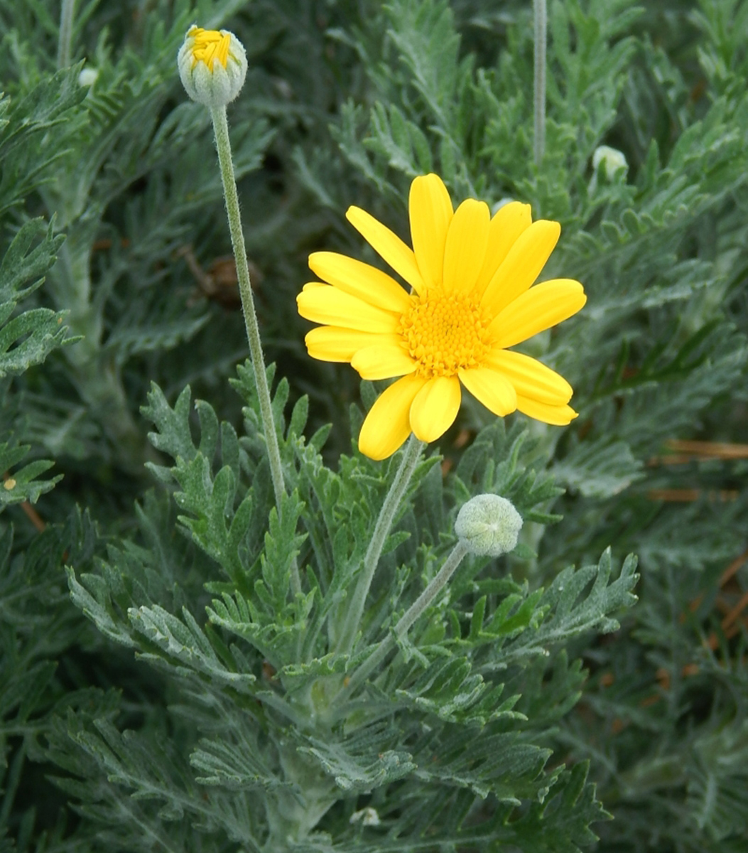 Image of genus Euryops specimen.