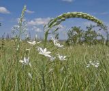 Ornithogalum ponticum. Верхушка цветущего растения. Краснодарский край, Темрюкский р-н, гора Дубовый Рынок, разнотравно-злаковый луг на пологой вершине. 17.06.2017.