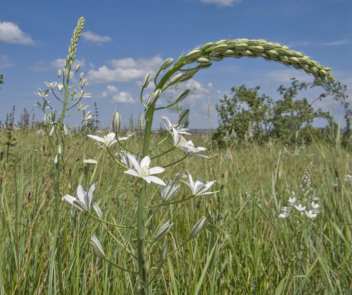 Изображение особи Ornithogalum ponticum.