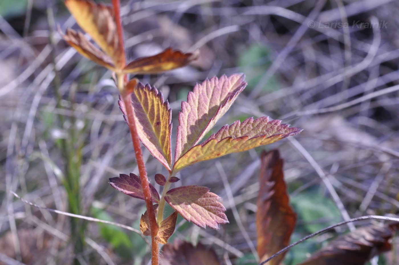 Image of Agrimonia coreana specimen.