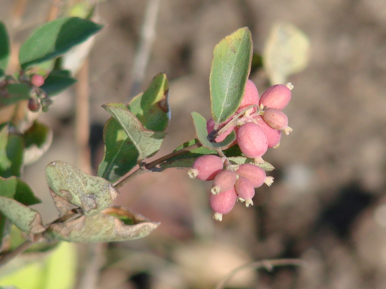 Image of Symphoricarpos albus var. laevigatus specimen.