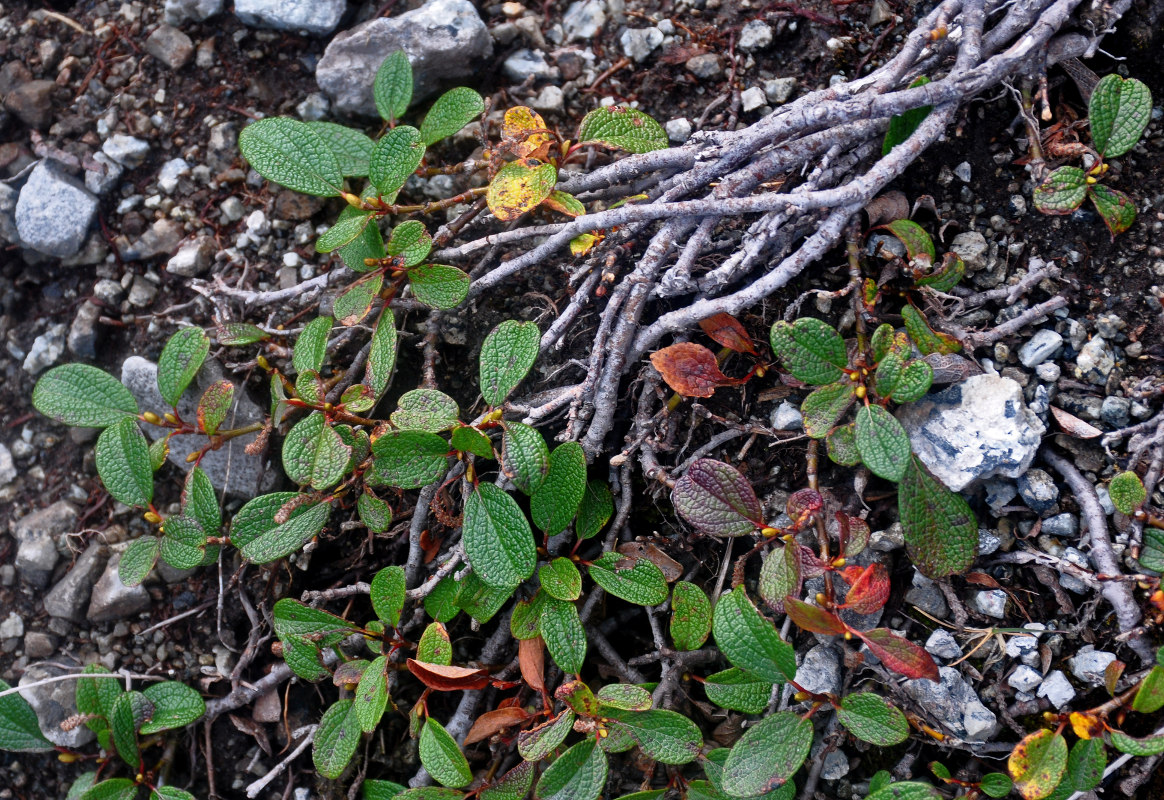 Изображение особи Salix reticulata.