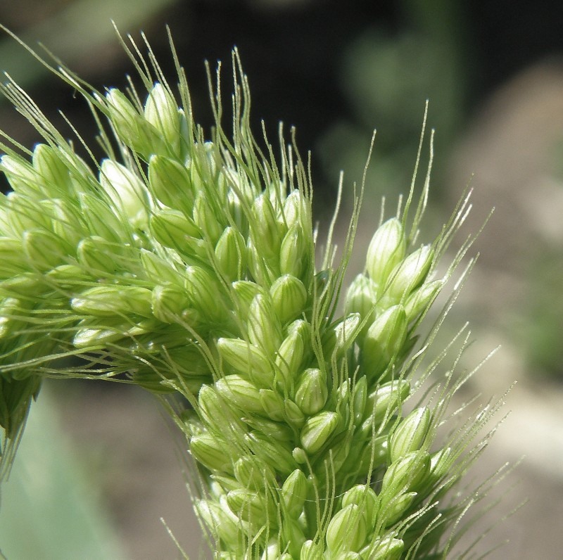 Image of genus Setaria specimen.