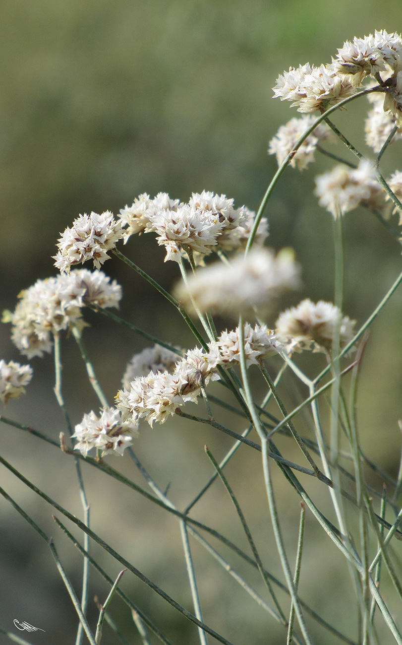 Image of Limonium dichroanthum specimen.