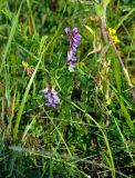 Vicia amoena