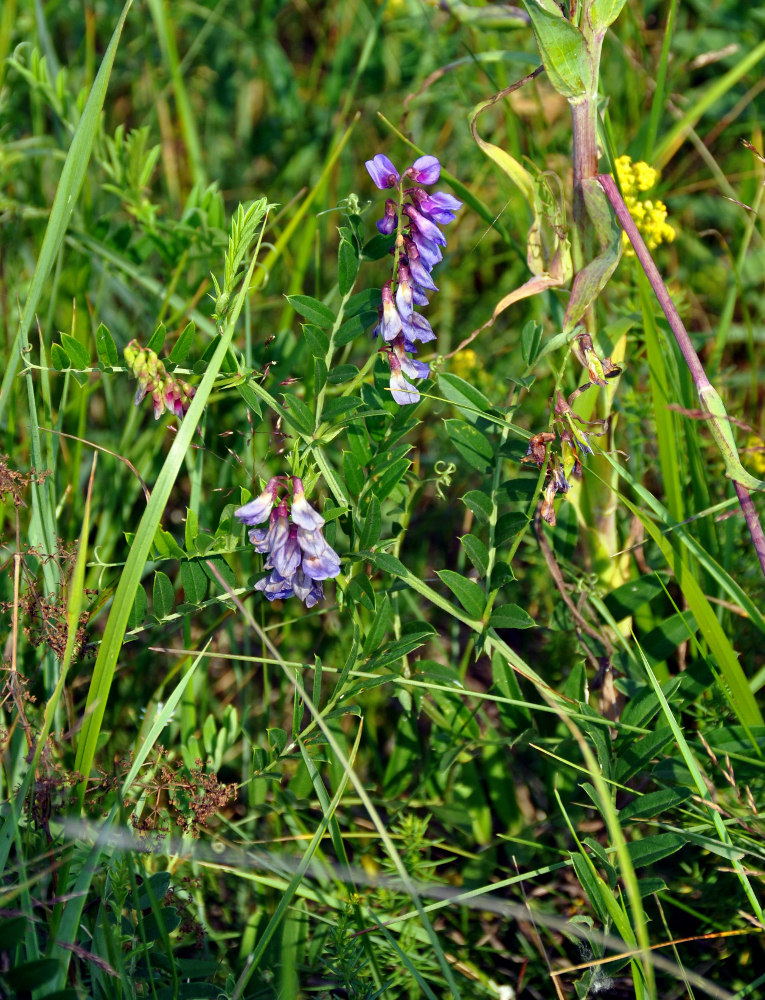 Image of Vicia amoena specimen.