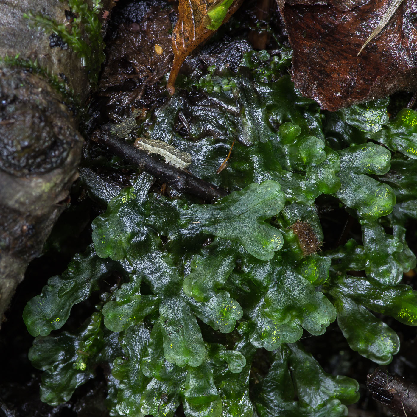 Изображение особи семейство Marchantiaceae.