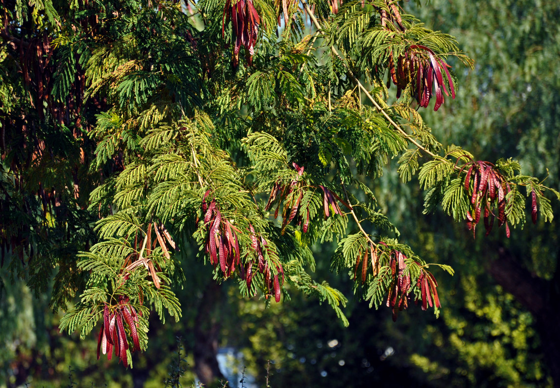 Изображение особи Leucaena leucocephala.