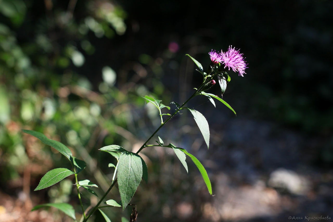 Image of Klasea quinquefolia specimen.