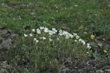 Cerastium eriophorum. Куртина цветущих растений. Украина, Закарпатская обл., Раховский р-н, хр. Свидовец, ≈ 1800 м н.у.м., задернованные выходы горных пород. 2 июля 2010 г.