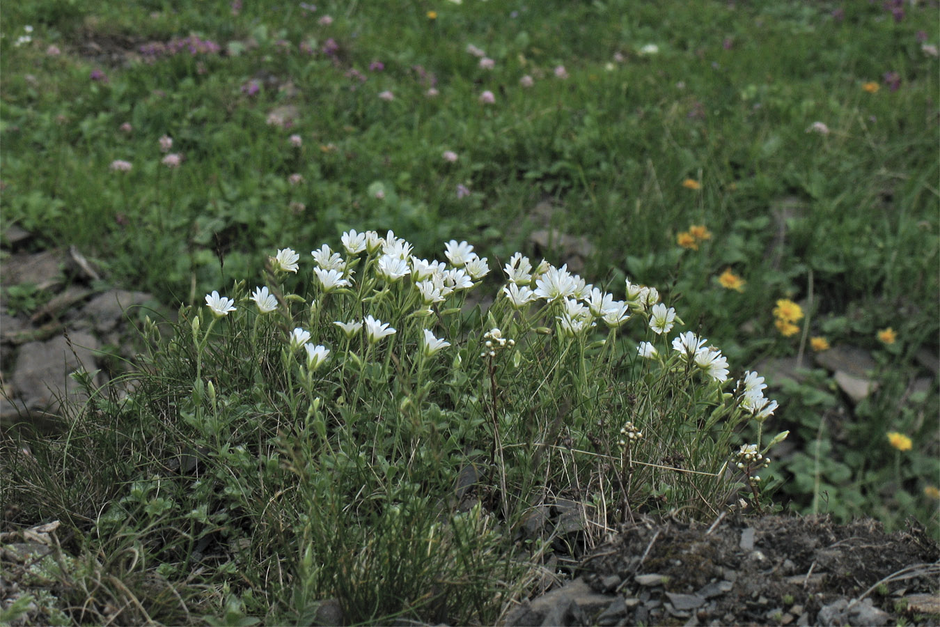 Изображение особи Cerastium eriophorum.