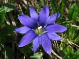 Gentiana laciniata