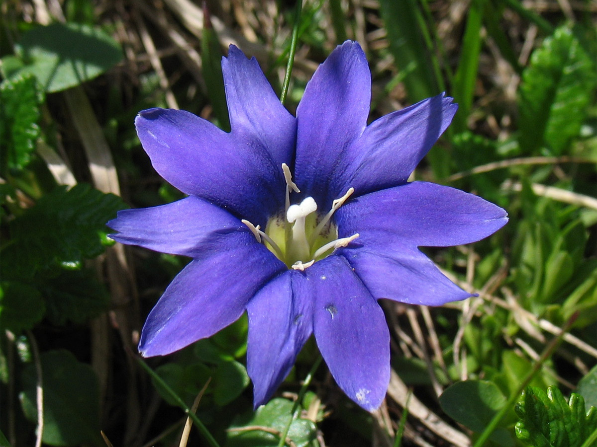 Изображение особи Gentiana laciniata.