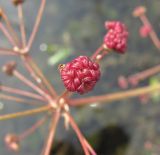 Alisma plantago-aquatica. Плод. Архангельская обл., Вельский р-н, окр. пос. Усть-Шоноша, берег р. Вель. 23.07.2011.