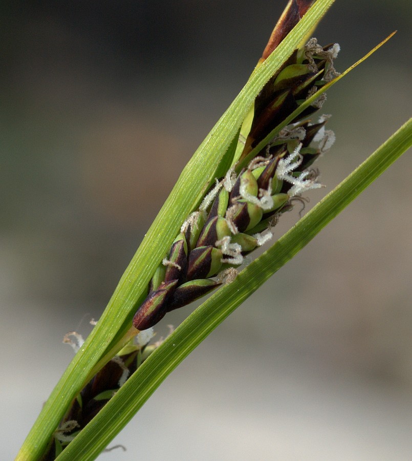 Image of Carex rariflora specimen.