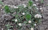 Antennaria dioica