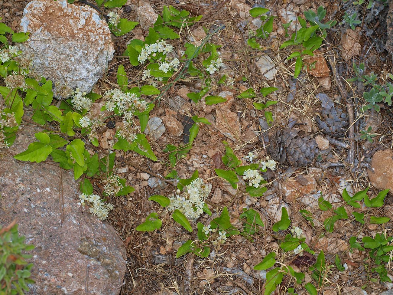 Изображение особи Clematis vitalba.