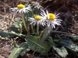 Bellis sylvestris