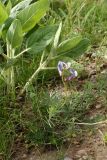 Vicia subvillosa