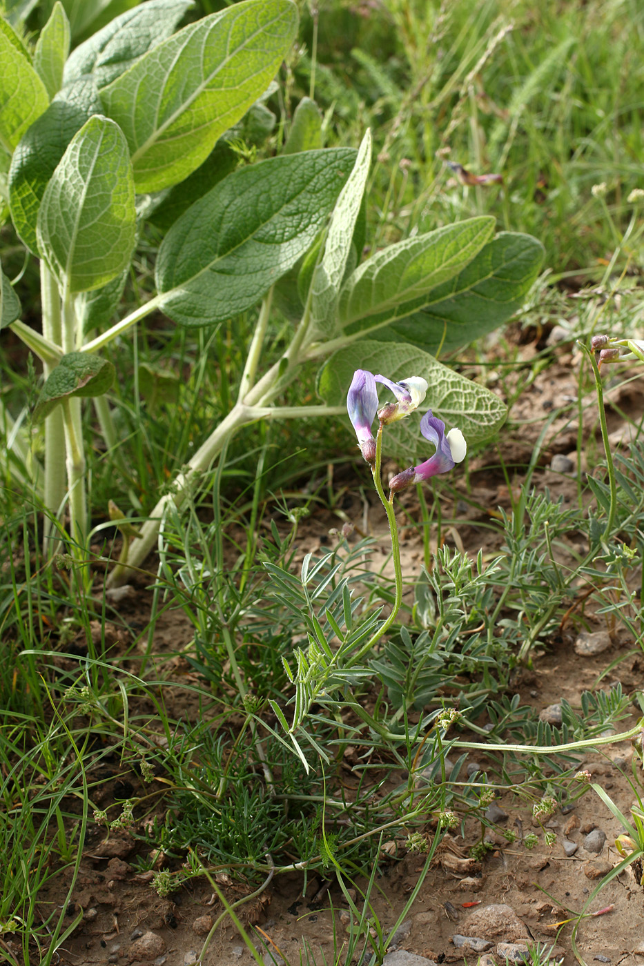 Image of Vicia subvillosa specimen.