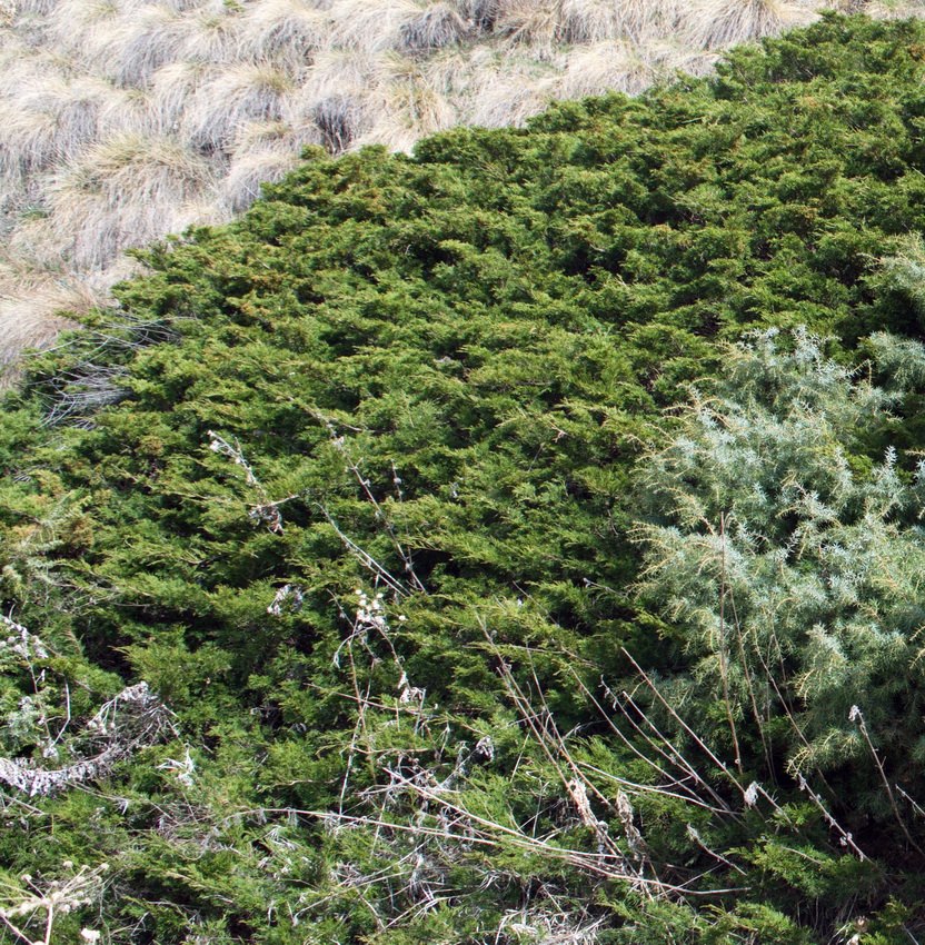 Image of Juniperus sabina specimen.