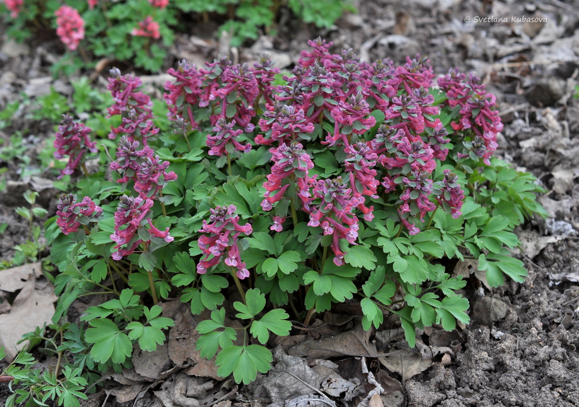 Изображение особи Corydalis solida.