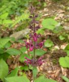 Stachys sylvatica. Верхушка цветущего растения. Украина, Закарпатская обл., Тячевский р-н, с. Усть-Черная, подъем на гору Климова. 23.06.2010.