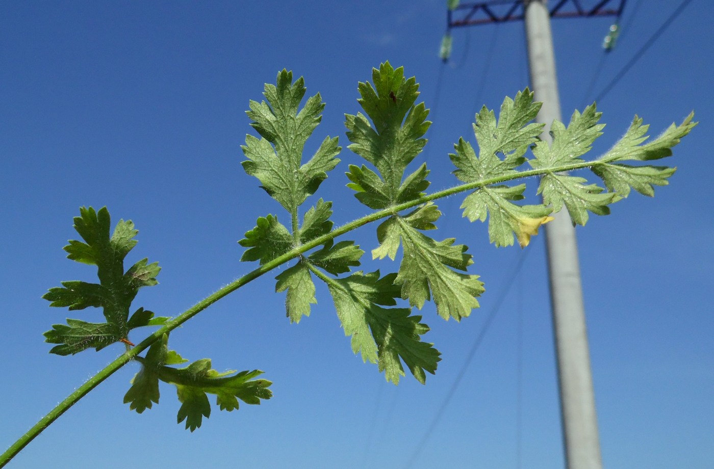 Изображение особи Pastinaca pimpinellifolia.