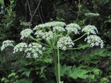 Heracleum asperum. Соцветие. Кабардино-Балкария, Эльбрусский р-н, ок. 1550 м н.у.м., берег р. Герхожансу. 02.07.2019.