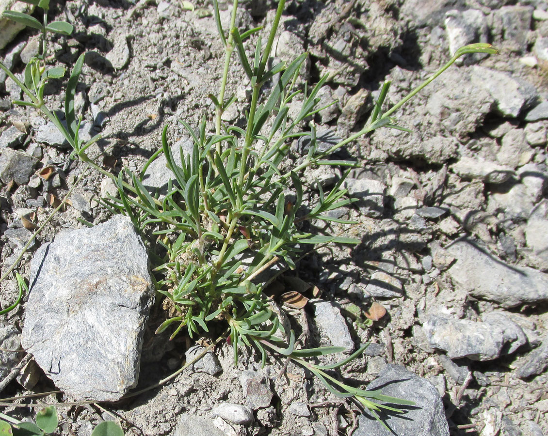 Изображение особи Gypsophila patrinii.