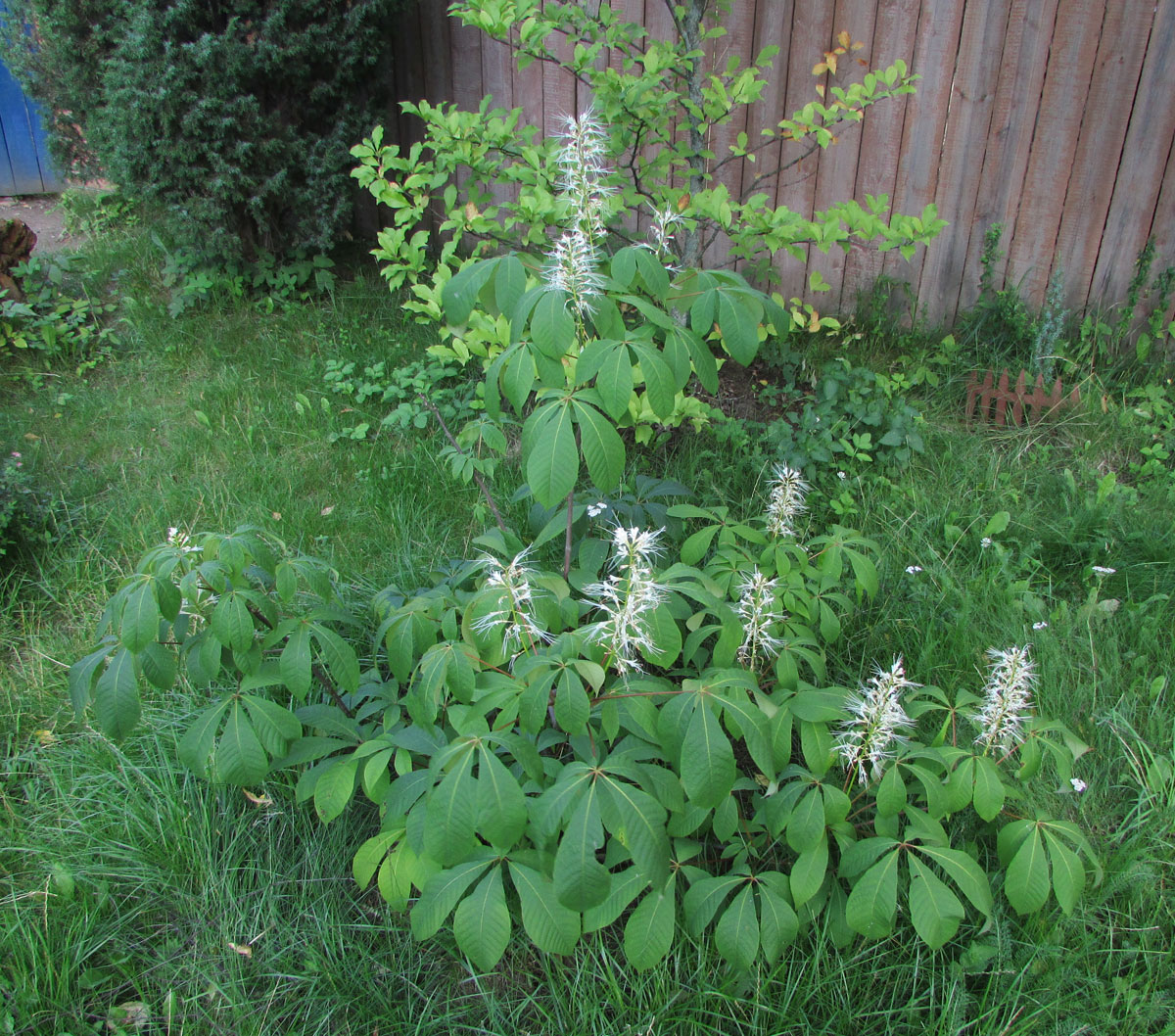 Image of Aesculus parviflora specimen.