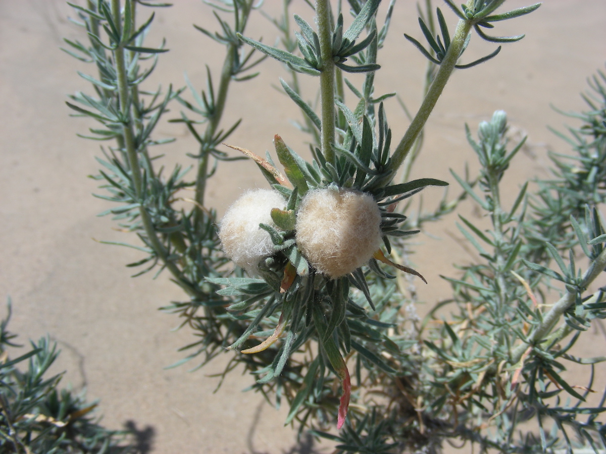 Изображение особи семейство Chenopodiaceae.