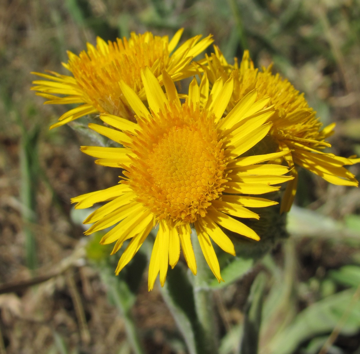 Image of Inula oculus-christi specimen.