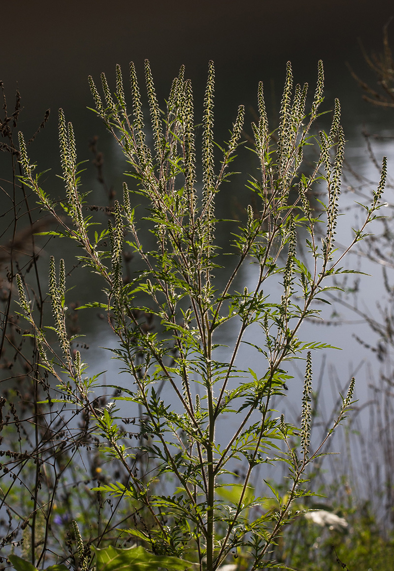 Изображение особи Ambrosia artemisiifolia.