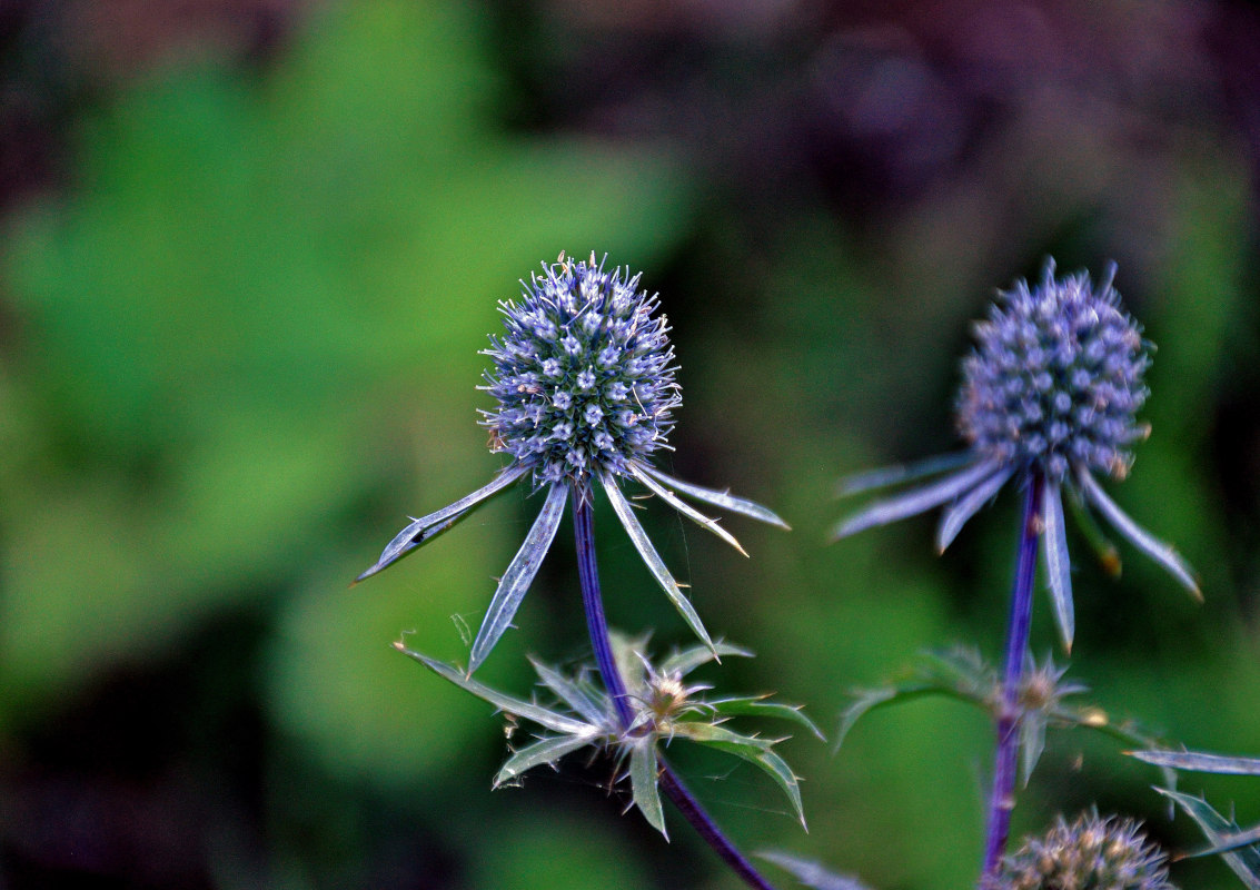 Image of Eryngium planum specimen.